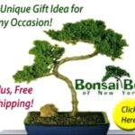 Bonsai Tree Gift of New York